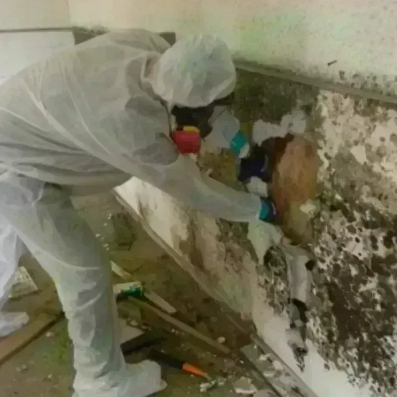 Mold Remediation and Removal in Miami, OK